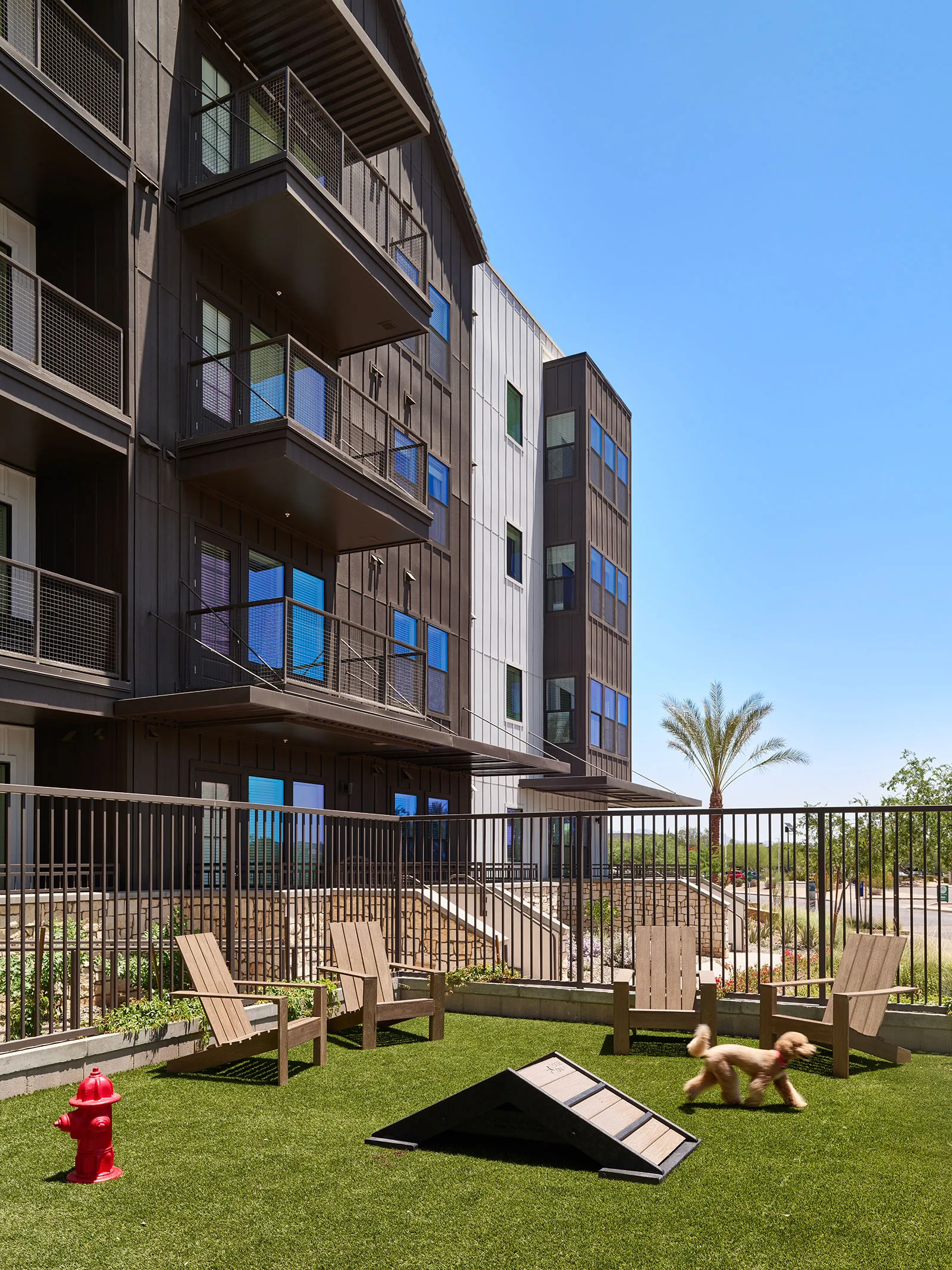 a dog playing in a dog park