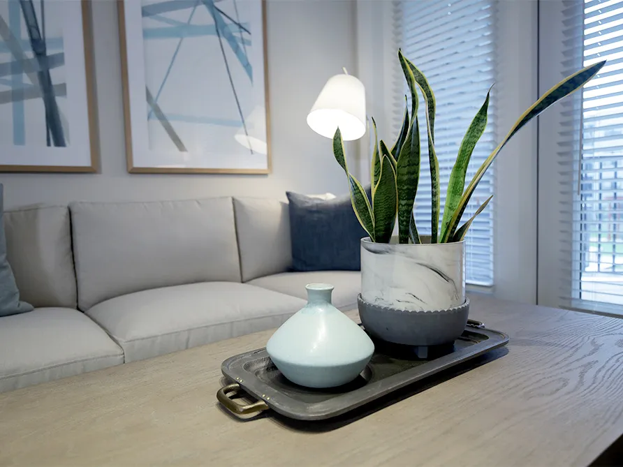 a plant in a pot on a tray