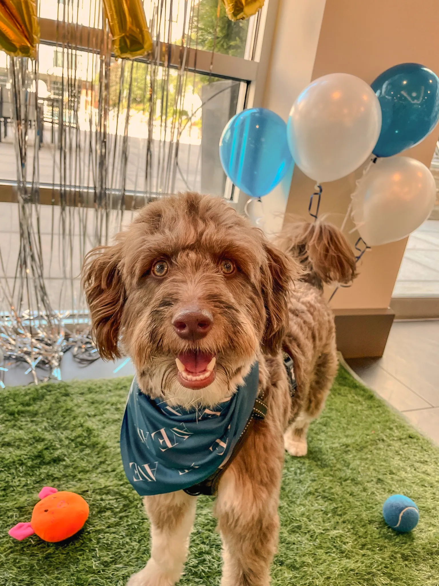 a dog standing on a grass with balloons