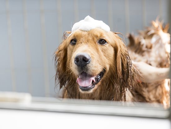 dog pet spa 